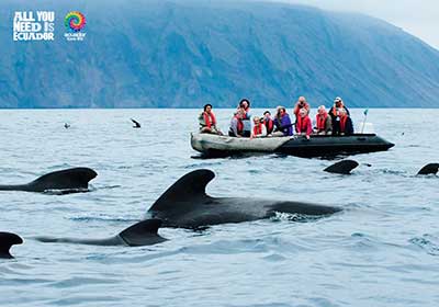 Humpback whales in the Ecuadorian coast